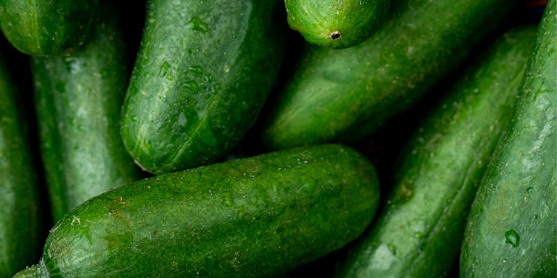 Cucumber. Green Tech Modelber-green-tech-model