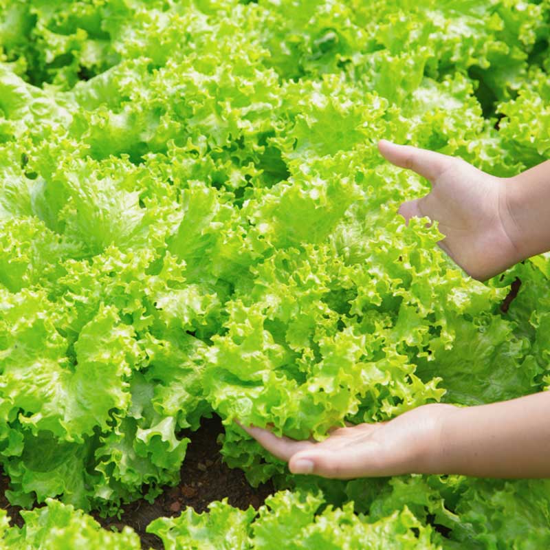 Lettuce. Green Tech Model